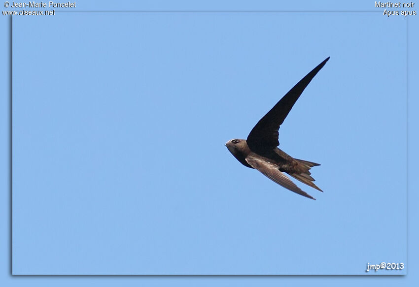 Common Swift