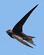 Common Swift