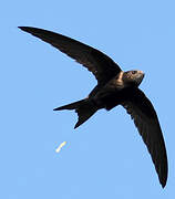 Common Swift