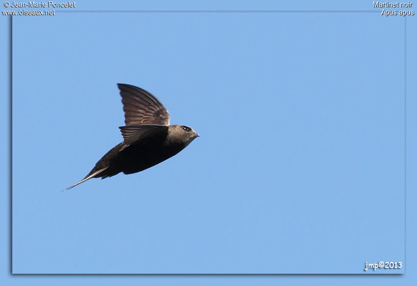 Common Swift