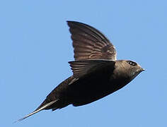 Common Swift