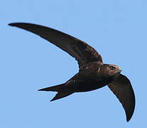 Common Swift