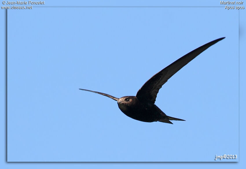 Common Swift