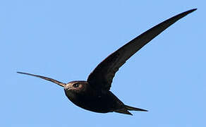 Common Swift