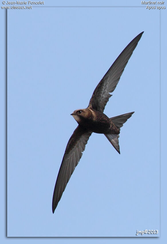 Common Swift