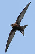 Common Swift