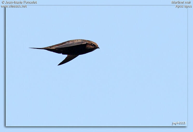 Common Swift