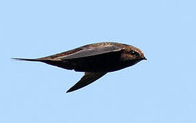 Common Swift