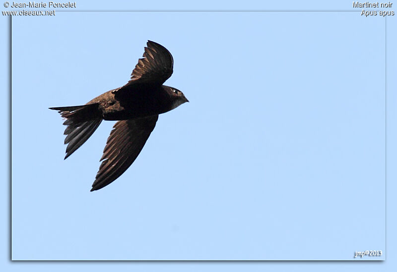 Common Swift