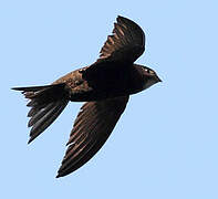 Common Swift