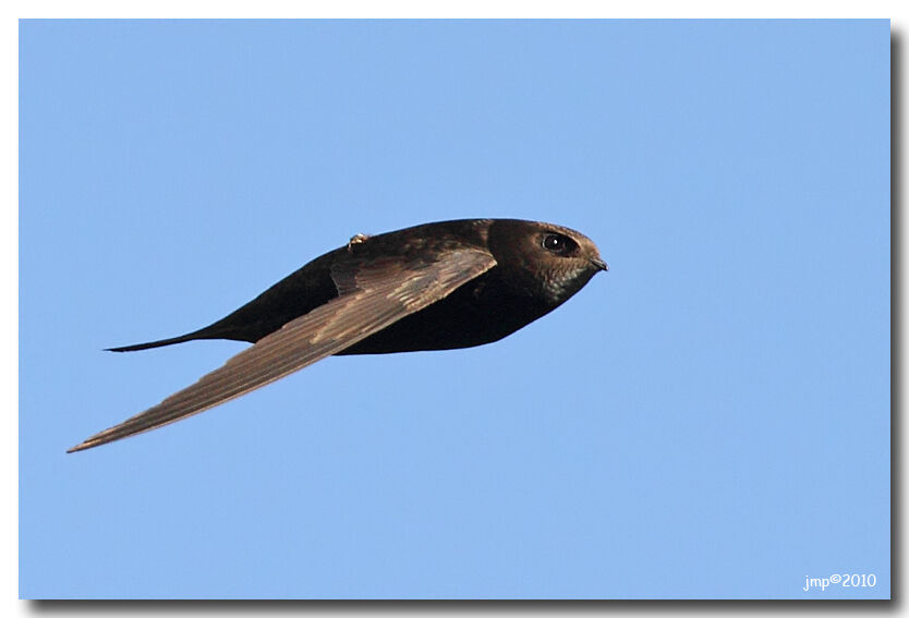 Common Swift