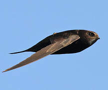 Common Swift