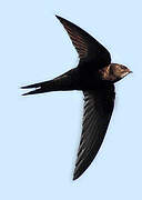 Common Swift