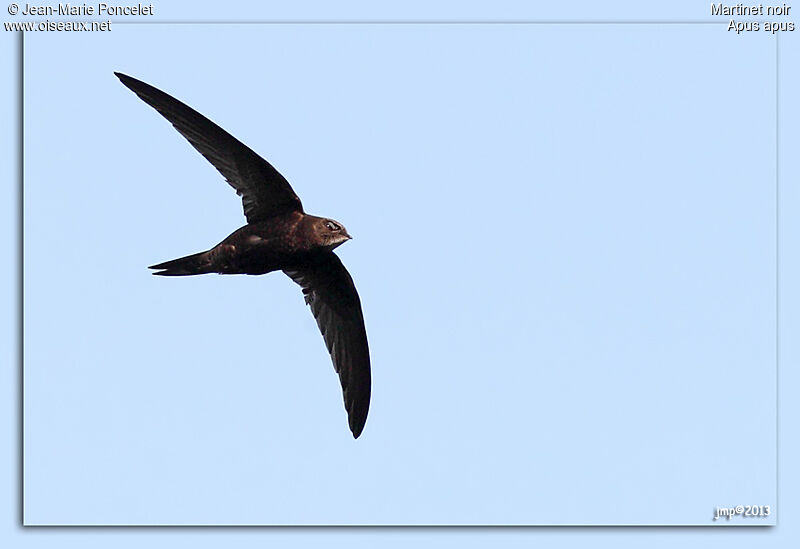 Martinet noir