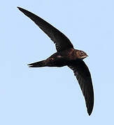 Common Swift