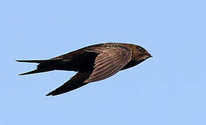 Common Swift