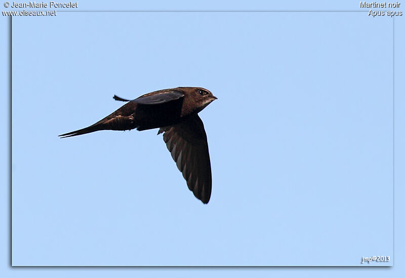 Common Swift