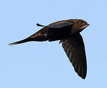 Common Swift