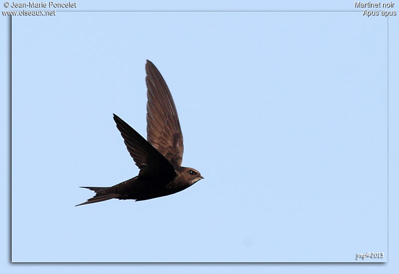 Common Swift