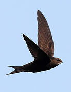 Common Swift