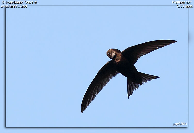 Common Swift