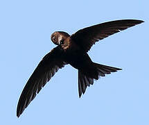 Common Swift