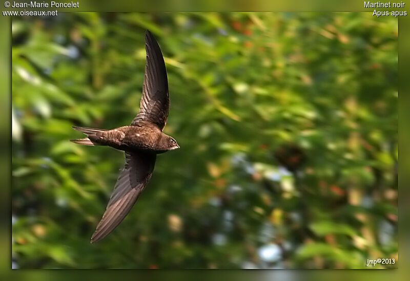 Common Swift