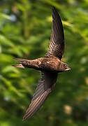 Common Swift