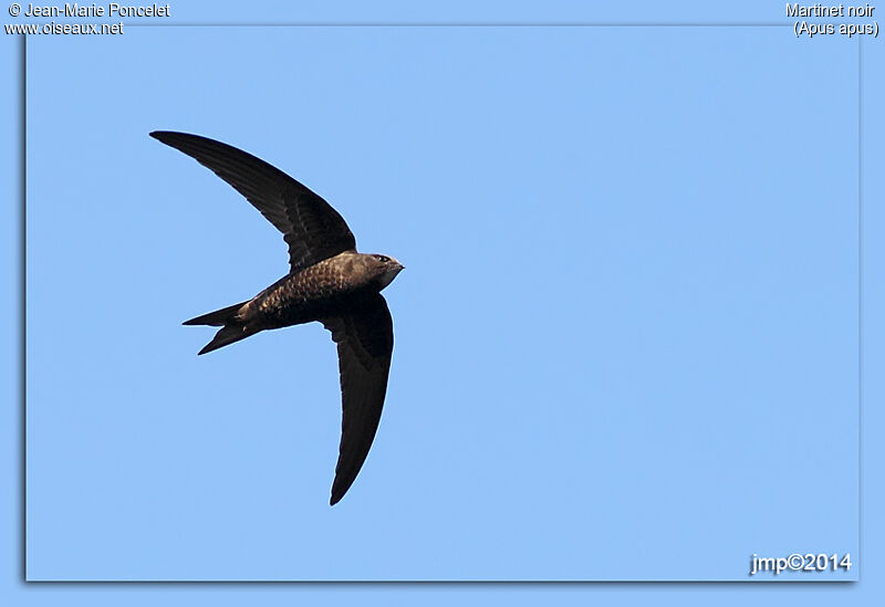 Common Swift