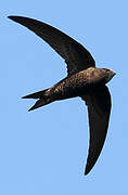 Common Swift