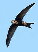 Common Swift