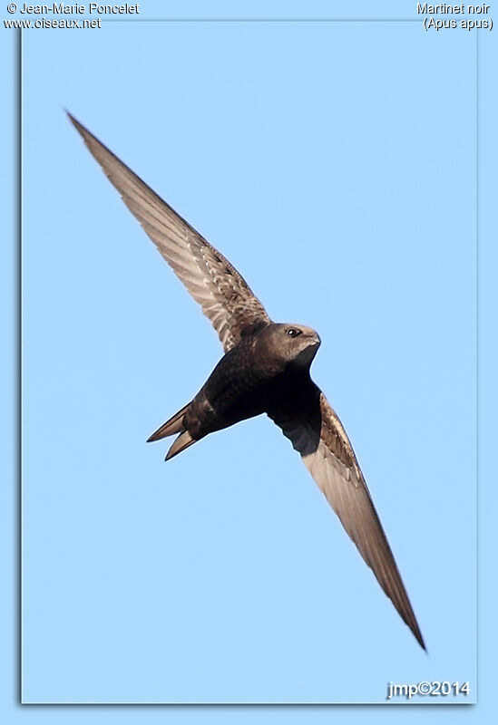 Common Swift