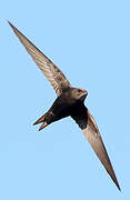 Common Swift