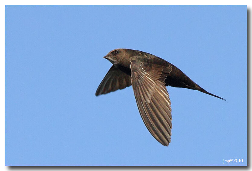 Common Swift