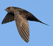 Common Swift