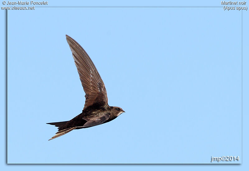 Common Swift