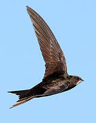 Common Swift