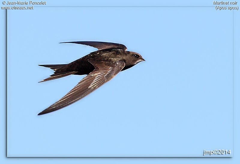 Common Swift