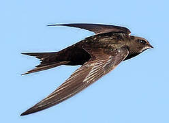 Common Swift