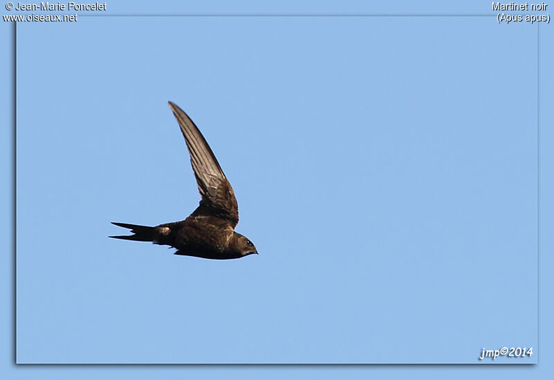 Common Swift