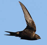 Common Swift