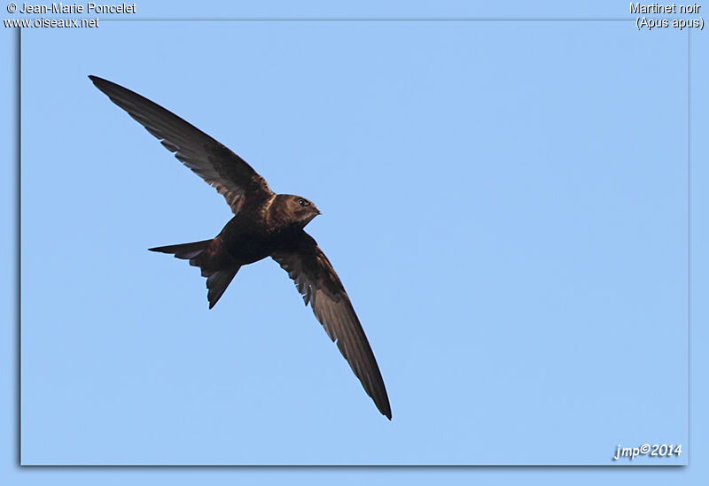 Common Swift