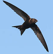 Common Swift