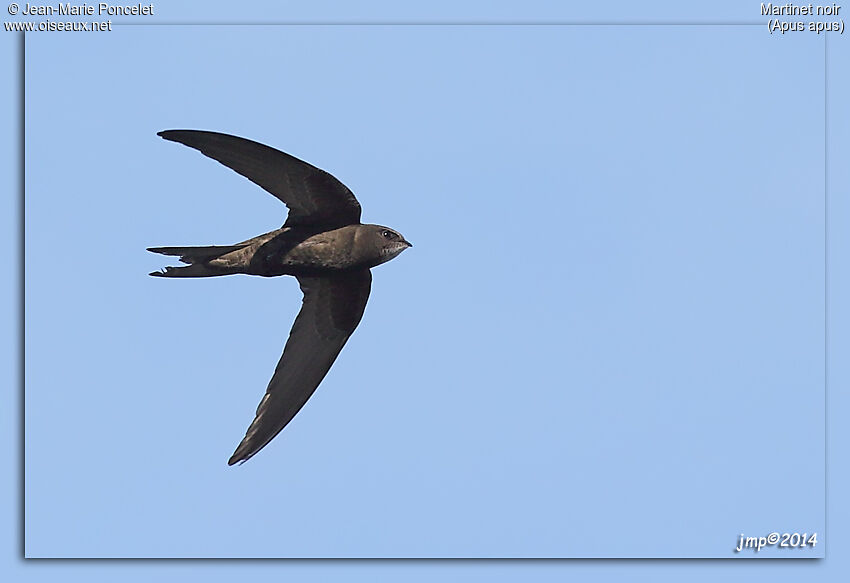 Common Swift