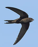 Common Swift