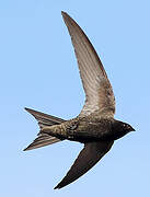 Common Swift