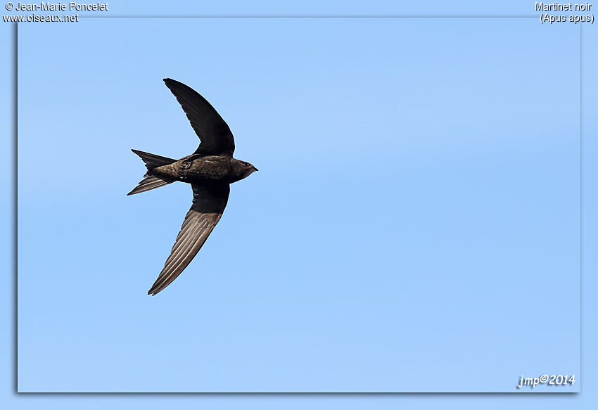 Common Swift