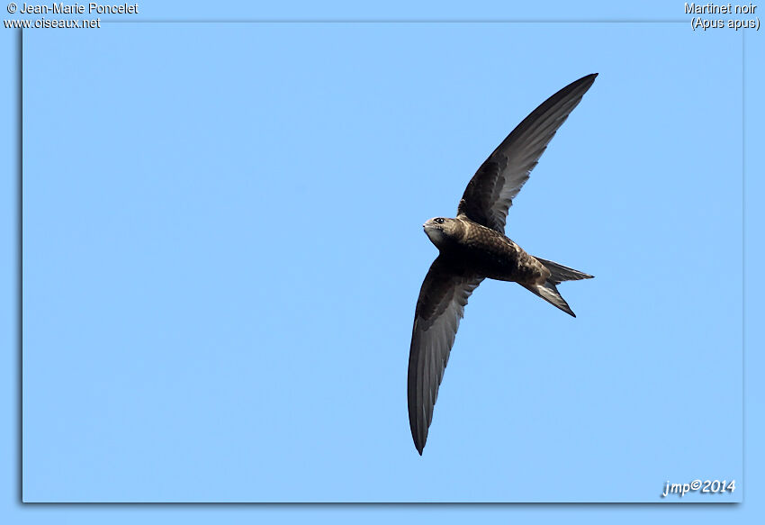 Common Swift