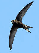 Common Swift