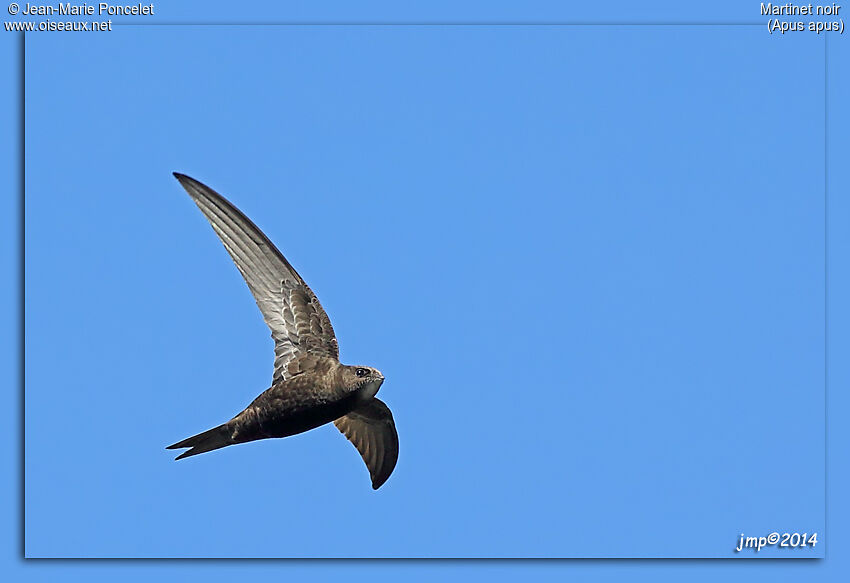 Common Swift